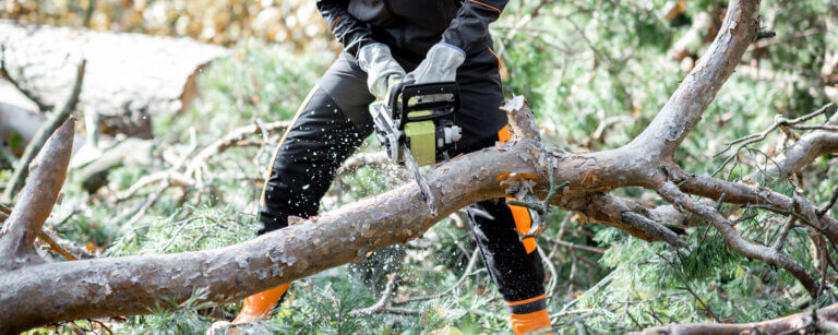 Baumfällung, Lüneburg, Holger Müller