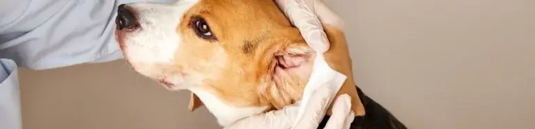 Allergietest Hunde Wolgast | Hund bekommt Pflaster