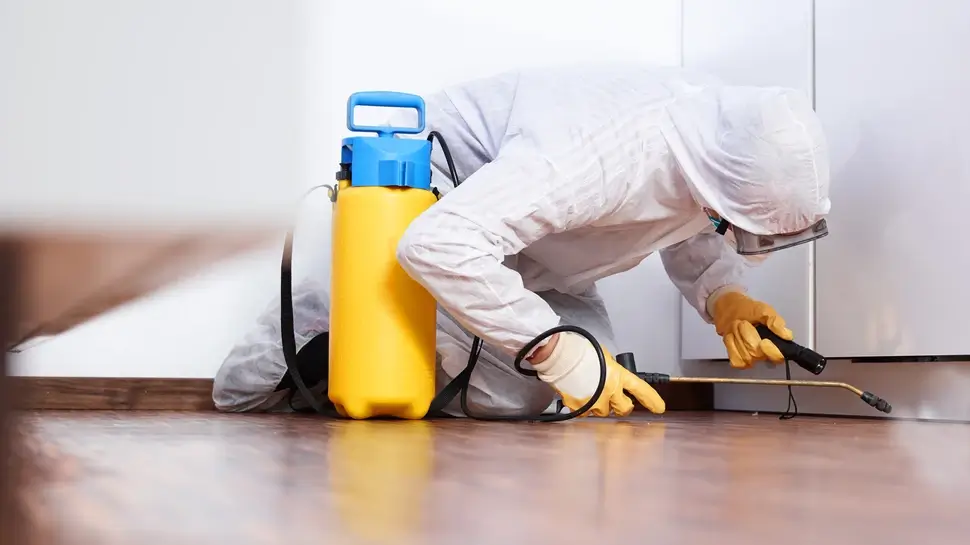Pest controler works in the kitchen