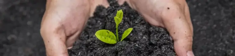 Kompostvermarktung in Tangstedt | Pflanze wächst aus Kompost von zwei Händen gehalten