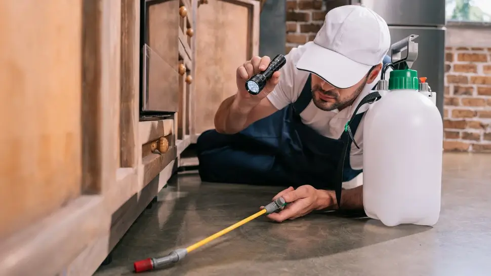 pest control worker lying on floor and spraying pesticides under cabinet in kitchen Schädlingsbekämpfung Rosengarten | Kammerjäger prüft Schädlingsbefall
