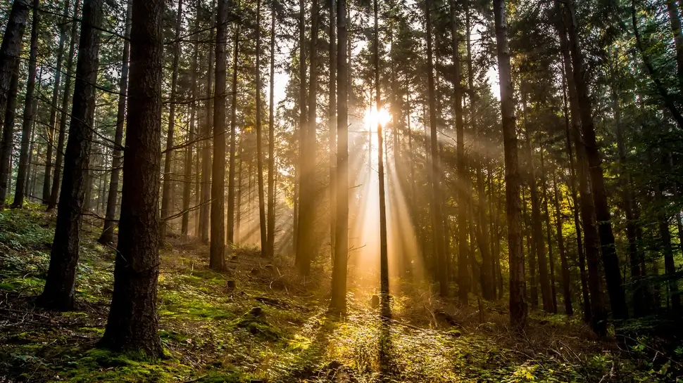 Bestattungsvorsorge Husum | Sonne scheint in den Wald