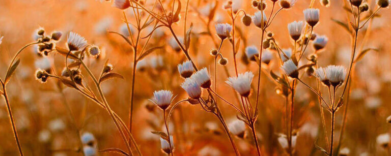 Bestattungen Messingen