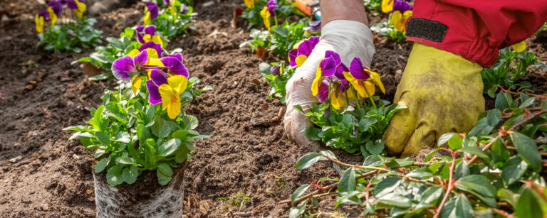 Friedhofsgärtnerei Bonn
