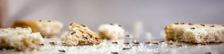 Schädlingsbekämpfung Neuenkirchen | Ameisen befallen Brot