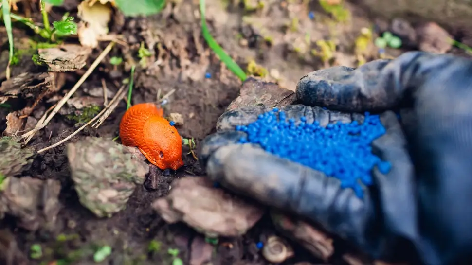 Slug poisoned bait for pest control. Gardener throwing blue granules on ground to kill brown Spanish slugs. Snail trap Schädlingsbekämpfung Neuenkirchen | Schnecke und Hand mit Schneckenkorn