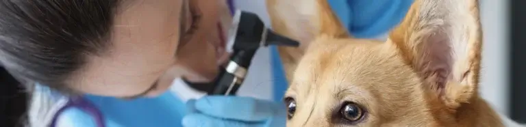 Allergietest Hund Harsum | Hund wird untersucht