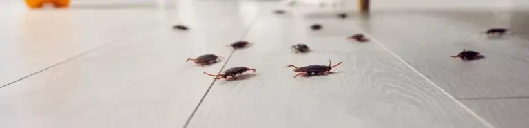 Schädlingsbekämpfung Hatten | Schaben