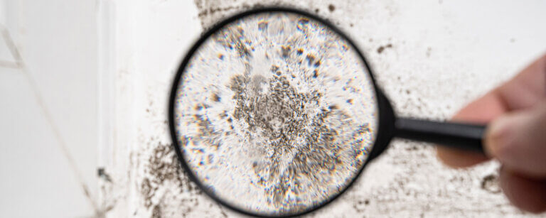 Schimmel in der Wohnung in Monheim