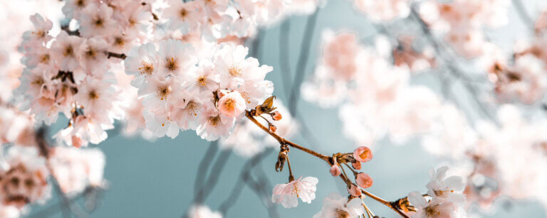 Bestattungsvorsorge in Sehnde