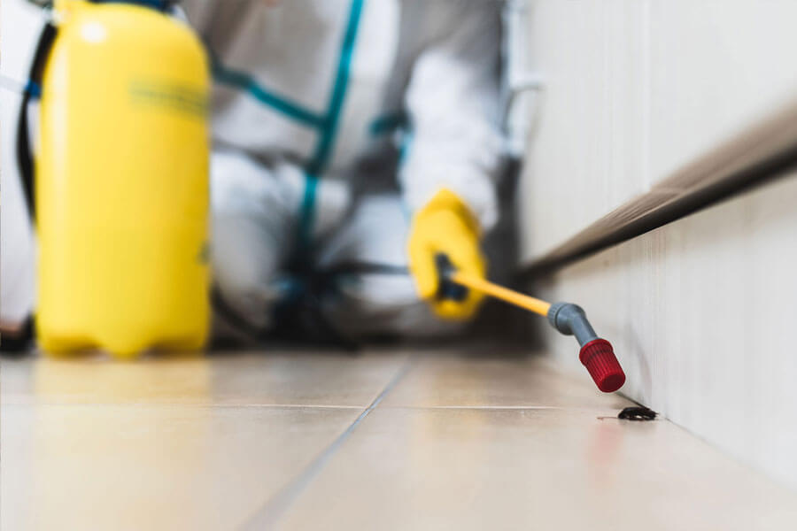 Schädlingsbekämpfung in Husum | Vorsorgemaßnahmen planen