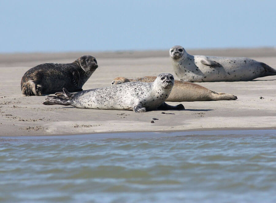 Wattenmeer vor Husum