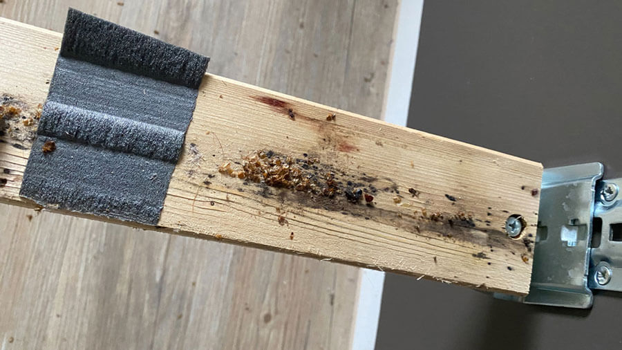 Schädlingsbekämpfung in Husum | Bettwanzenbefall im Lattenrost