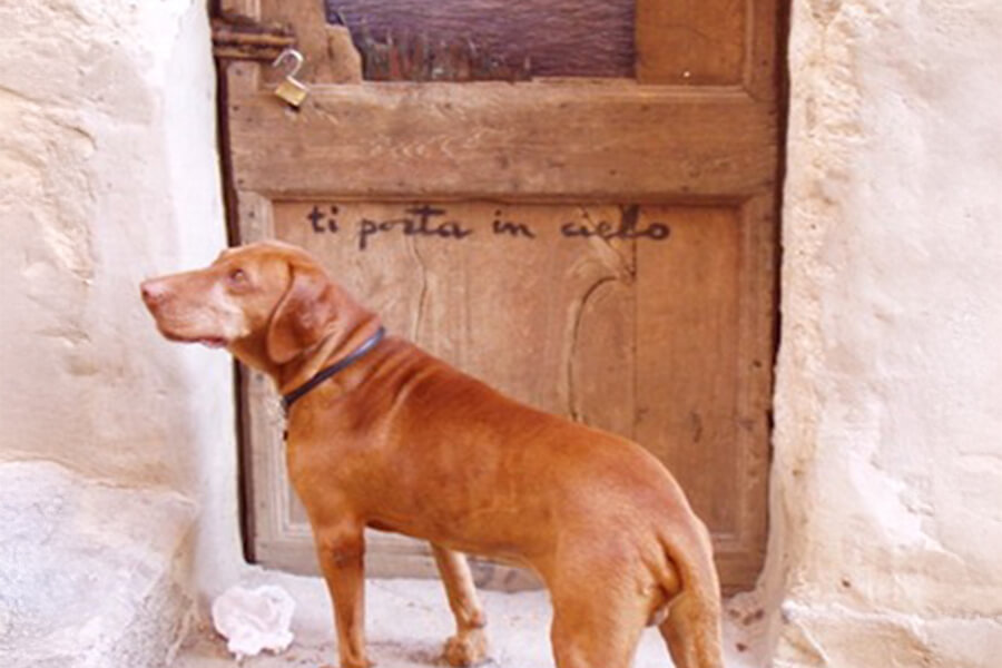 Tierbestatter Bonn | Ein Hund draußen vor einer veschlossenen Tür