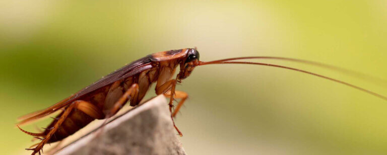 Schädlingsbekämpfung Rostock