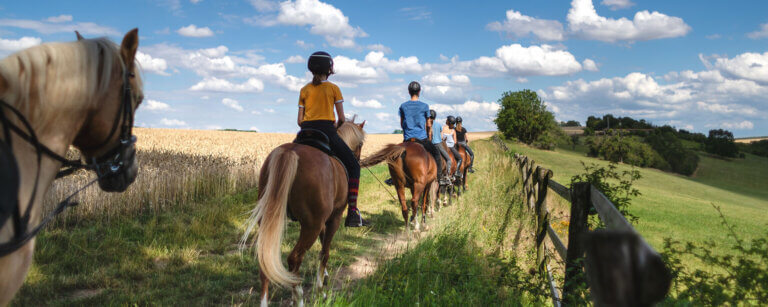 Pferdeanlage Rendsburg | Pferdeausritt durch Felder im Sommer