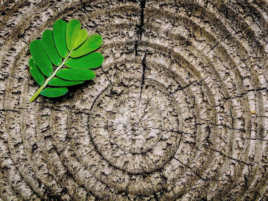 Bestatter Petershagen | Klassische Friedhofsbestattung mit Christian Rathert Bestattungen