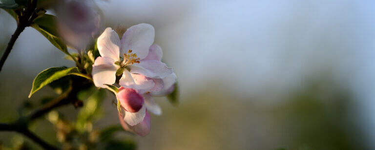 Was tun im Todesfall? Erste Schritte für Angehörige in Bodenwerder | Ein blühender Apfelzweig symbolisiert den Kreislauf des Lebens und die Schönheit des Abschieds in der Natur