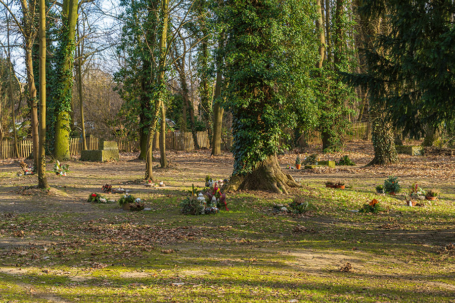 Alternative Bestattungsformen in Elze und Umgebung | Bei einer Baumbestattung wird die Urne im Wurzelbereich eines Baumes beigesetzt – Neddermeyer Bestattungen organisiert die Vermittlung an Naturfriedhöfe in ganz Deutschland