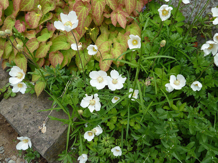 Insektenfreundliche Gartengestaltung in Göttingen und Umgebung | Weiße Wald-Anemonenblüten in einem Garten, umgeben von grünem Laub und bunt gefärbten Blättern