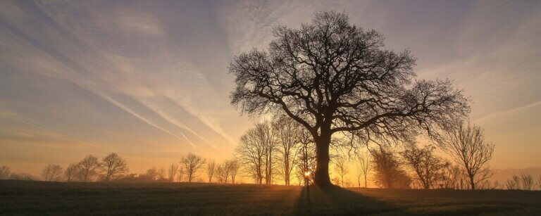Bestattungsvorsorge Bad Münder | Baum bei Sonnenuntergang – ein Moment zum Innehalten