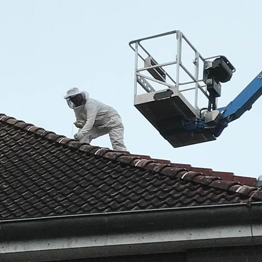 Schädlingsbekämpfung Emden | Wespennester siedeln die Fachkräfte der multi-betrieb Nauman GmbH auf Wunsch fachgerecht um