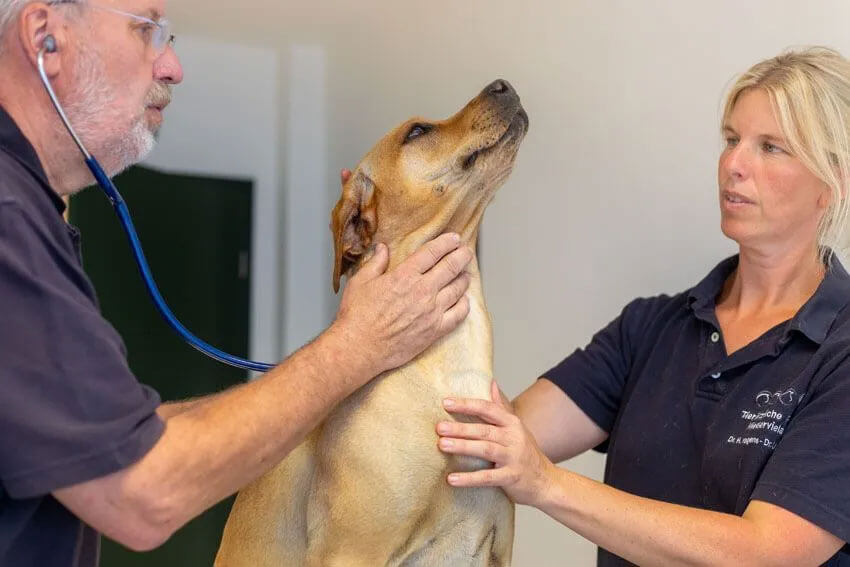 Übernahme der Tierarztpraxis Dr. Hagens in Bremen Niedervieland | Tierärztliche Untersuchung eines Hundes durch das Team der Tierarztpraxis Niedervieland TÄ S. Hartjen und TÄ I. Kipper