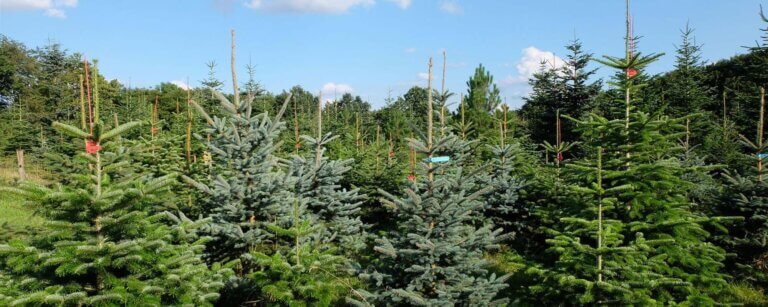 Weihnachtsbäume in Rinteln | Weihnachtsbaumplantage mit Nordmanntannen und Blaufichten bei der Brands Hof GbR
