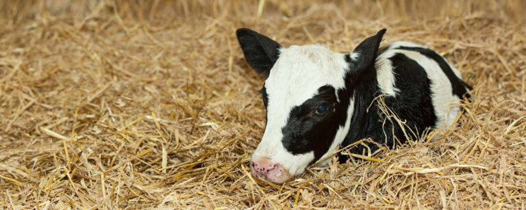 Tierarzt Hude | Von Nutztier bis Kleintier – die Tierärztliche Gemeinschaftspraxis Neuenwege betreut alle Vierbeiner
