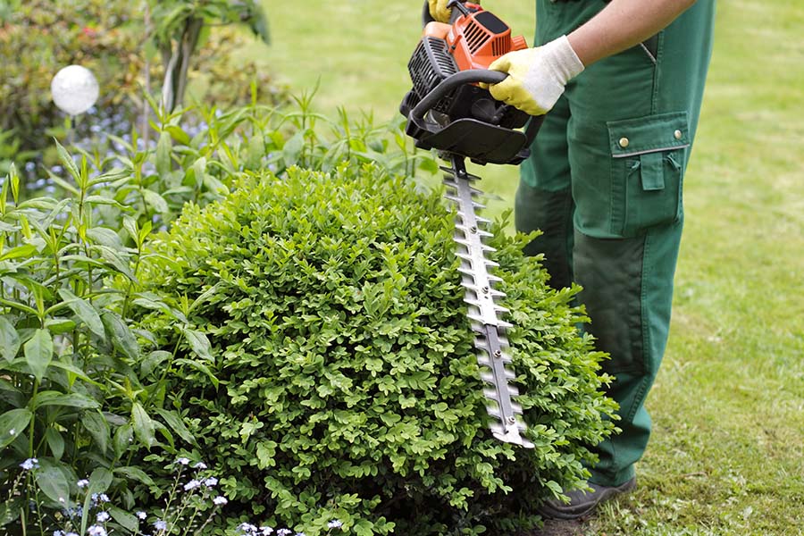 Gebäudereinigung, Garten- und Landschaftsbau in Münster | Regelmäßiger Formschnitt sorgt dafür, dass Buchsbaum und Hecken gesund wachsen und ihre dekorative Wirkung im Garten dauerhaft behalten