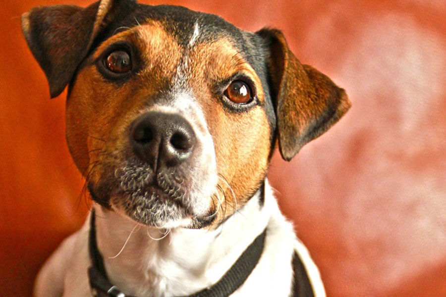 Tierarzt Hude | Regelmäßige Vorsorge und individuelle Betreuung sichern die Gesundheit Deines Hundes in der Praxis Neuenwege