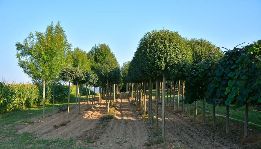 Klimabäume Buchholz (Westerwald) | Formgehölze wie Dach- und Kugelbäume aus den Jüngsfelder Qualitätsbaumschulen Heinrich Dahs e.K. verleihen Gärten eine klare Struktur