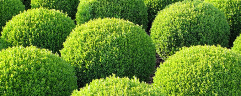 Garten gestalten Mönchengladbach | Buchsbaumkugeln